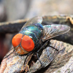 https://www.forensicscolleges.com/wp-content/uploads/2014/07/latrine-fly-entomology-240x240.jpg
