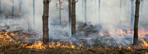 forest floor fire, trees and smoke